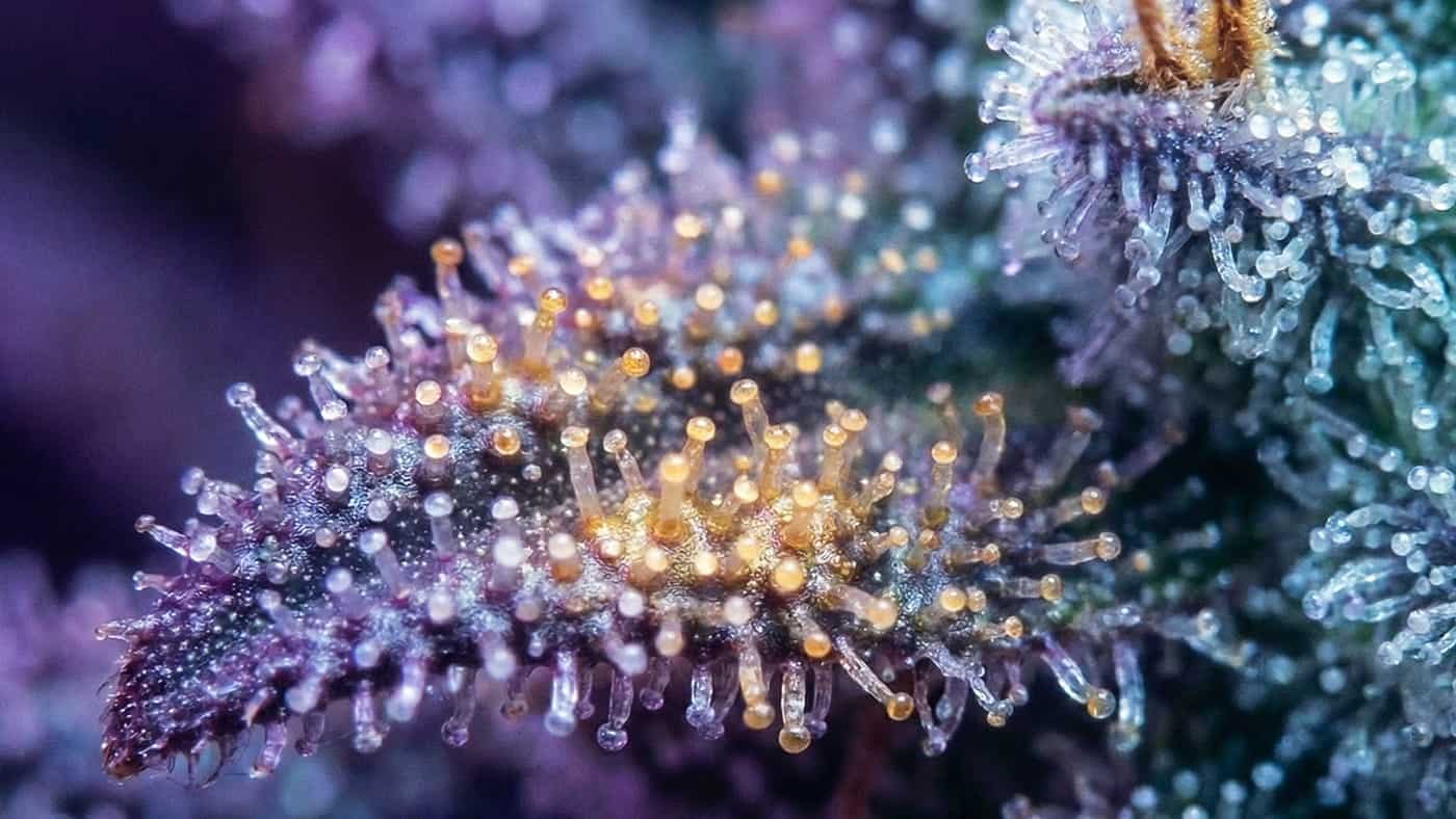 {Detailed trichome profile for Strawberry Cough showing milky white trichomes. This Sativa flower is highly aromatic, featuring a Strawberry, Berry, Sweet scent profile that indicates top-tier potency.}