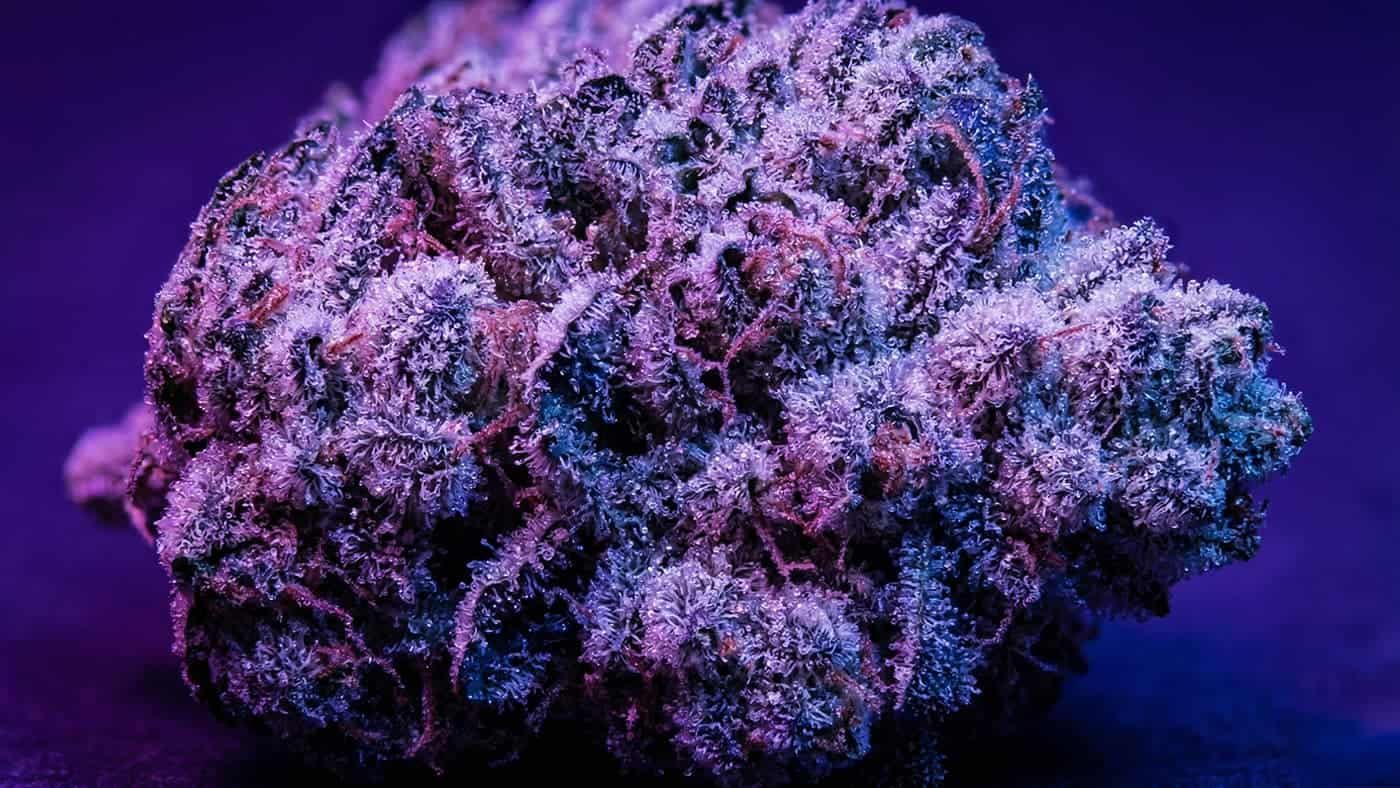 {Top-tier examples of Autoflower vs Photoperiod available today. Discover Autoflower vs Photoperiod: Which Should You Grow First? varieties for maximum value.}