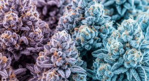 White Widow – Bona Fide White Widow Legal Shipping and Lab Results