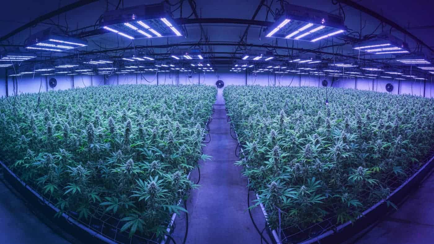 {Premium cultivation of recreational dispensary delivery in Indiana delivered to Indiana. Carefully grown flower for quality-focused buyers.}