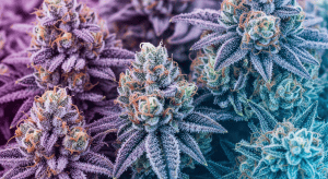 Afghan Kush – Rare Afghan Kush Exotic Flower Quality