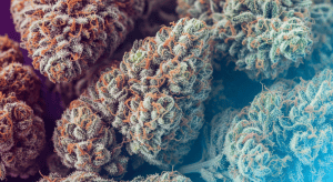 Banana Kush – Exotic Banana Kush: Unbelievable Flower Secrets Exposed