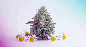 Top Chamomile weed strains high in Bisabolol for Amazing Sleep