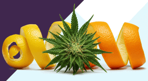 Top Citrus weed strains high in Limonene for Perfect Energy