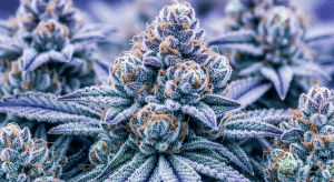 Do-Si-Dos – Ultimate Do-Si-Dos Premium Hybrid Earthy