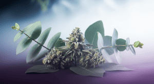 Best Eucalyptus weed strains high in Eucalyptol for Amazing Snap