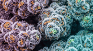 Forbidden Fruit – Dark Forbidden Fruit Exotic Indica Secrets