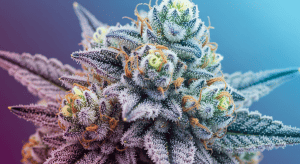 Fruity Pebbles – Sweet Fruity Pebbles Exotic Buds Greatness