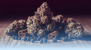 Best Gassy weed strains high in Caryophyllene for Powerful Relief