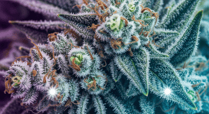 Gelato 41 – Pure Gelato 41 Exotic Hybrid Batches Legendary