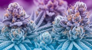Ghost OG – Rare Ghost OG Premium Hybrid Flower Selection