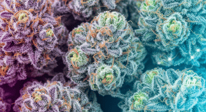 Kush Mints – Elite Kush Mints Premium Shipping Quality