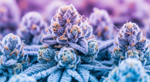 LA Confidential – Award-Winning LA Confidential Indica Delivery Proven