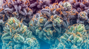 Larry OG – Ultimate Larry OG Premium Shipping Quality