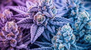 Master Kush – Elite Master Kush Legal Weed for Evening Use