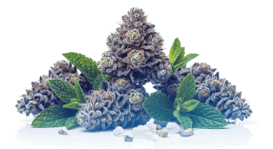 Top Menthol weed strains high in Borneol for Perfect Clarity