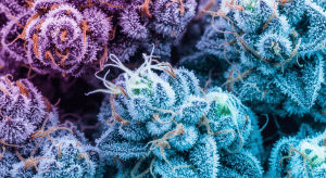 Oreoz – Deep Oreoz Premium Indica Shipping Absolute