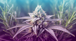 Essential Pine weed strains high in Pinene for Amazing Focus