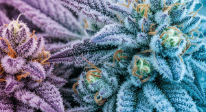 Pre-98 Bubba Kush – Proven Pre-98 Bubba Kush Delivery for Relief