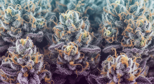 Purple Kush – Iconic Purple Kush Legal Shipping and Potency