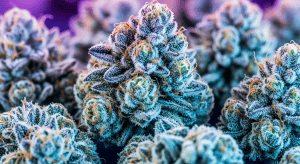 Sensi Star – Ultimate Sensi Star Legal Flower Potency