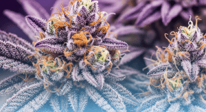 Sunset Sherbet – Legendary Sunset Sherbet Legal Delivery Options