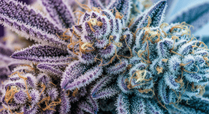 Venom OG – Potent Venom OG Legal Flower Descriptions