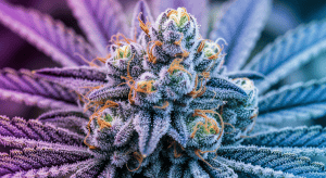 Zkittlez – Epic Zkittlez Exotic Hybrid Greatness