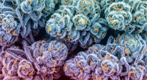 Bacio Gelato – Creamy Funk in Bacio Gelato Exotic Flower