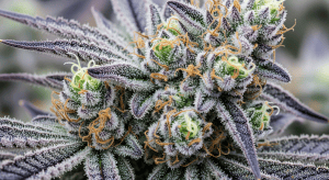 Berry White – Exclusive Berry White Premium Indica Flower