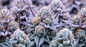 Blockberry – Rare Orange Notes in Blockberry Exotic Sativa Batches