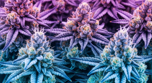 Brownie Scout – Ultimate Heavy Relaxation with Brownie Scout Premium Indica