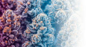 Cap Junky – Extreme Frost in Cap Junky Exotic Hybrid Buds