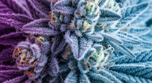 Cupid’s Kush – Heart-Opening Cupid’s Kush Exotic Indica