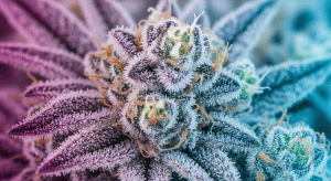 Dante’s Inferno – Fiery Terpenes in Dante’s Inferno Premium THCA