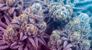 Dark Rainbow – Unique Dark Rainbow Exotic Hybrid Genetics