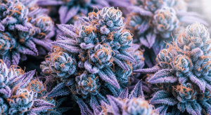 First Class Funk – Elite Quality First Class Funk Exotic Buds
