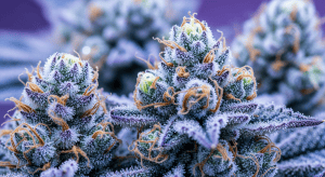Glitter Bomb – Frosty Trichomes via Glitter Bomb Exotic Shipping