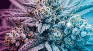 Humboldt Dream – Authentic Outdoor Heritage via Humboldt Dream Legal Shipping
