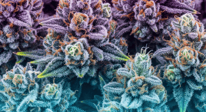 Jade Dragon – Exotic Profiles in Jade Dragon Legal Flower Rare