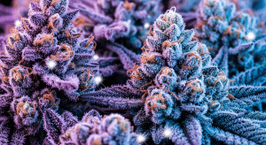 Motorbreath – Legendary Gassy Power of Motorbreath Indica Hybrid Flower