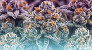Mule Fuel – Pungent Mule Fuel Premium Indica Batches Absolute