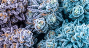 Neon Glo – Elite Bright Energy via Neon Glo Sativa Shipping Options