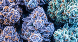 Pennywise – Balanced Healing with Pennywise CBD THCA Flower