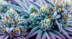 Power Sherb – High Octane Power Sherb Exotic Indica Quality