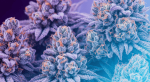 Purple Chem – Potent Gassy Fruit in Purple Chem Premium Indica