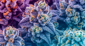Sherbanger – Legendary Gassy Profiles in Sherbanger Premium THCA Buds