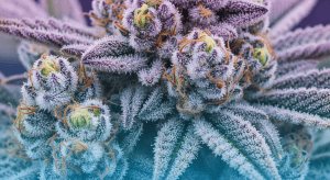 Sour Guava Pie – Tropical Funk in Sour Guava Pie Legal Weed