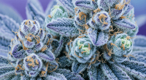 Strawberry Float – Creamy Berry Strawberry Float Exotic Hybrid