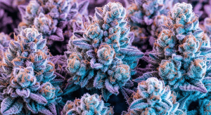 Super Boof – Elite Citrus Punch in Super Boof Premium THCA Flower